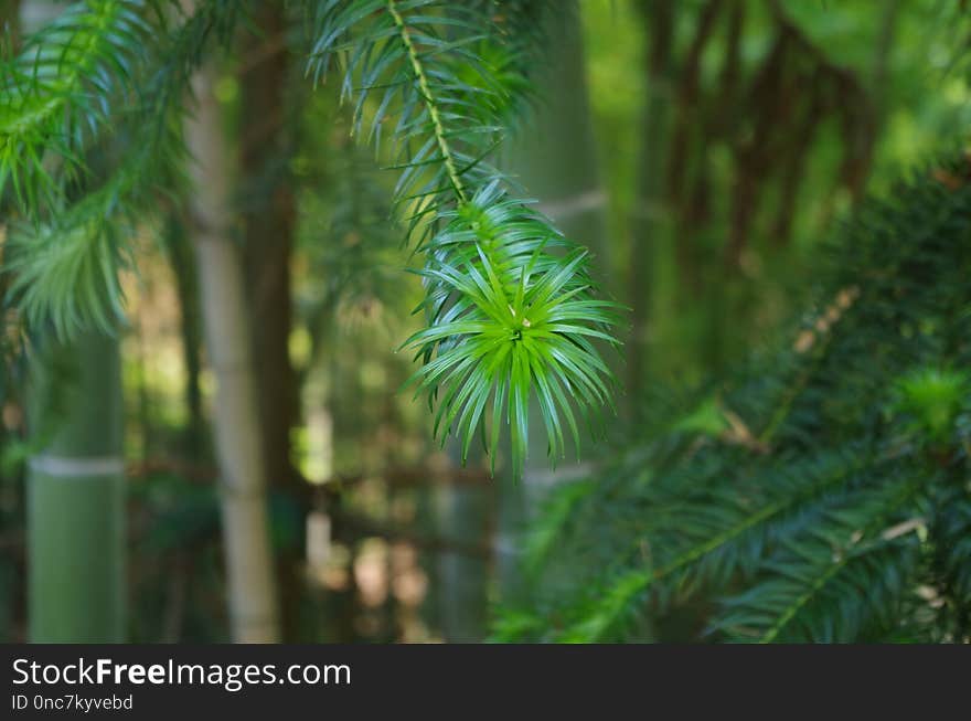 Vegetation, Ecosystem, Tree, Flora