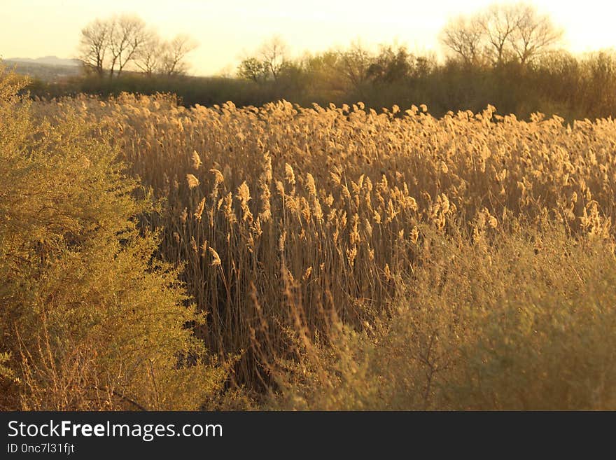 Ecosystem, Prairie, Field, Grass Family