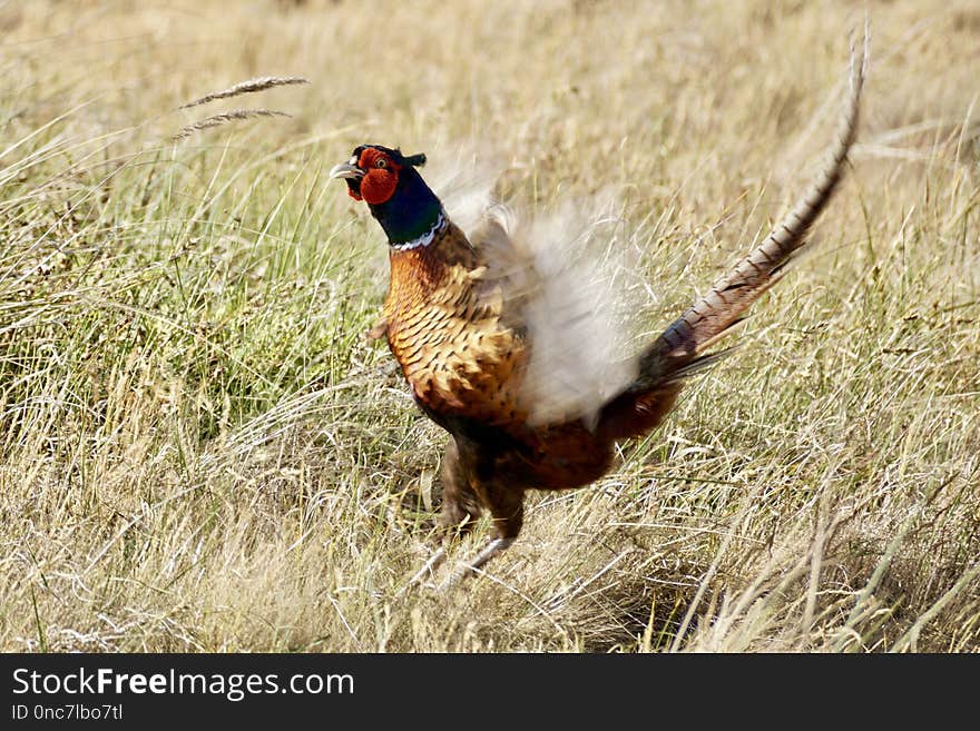 Pheasant, Galliformes, Bird, Fauna