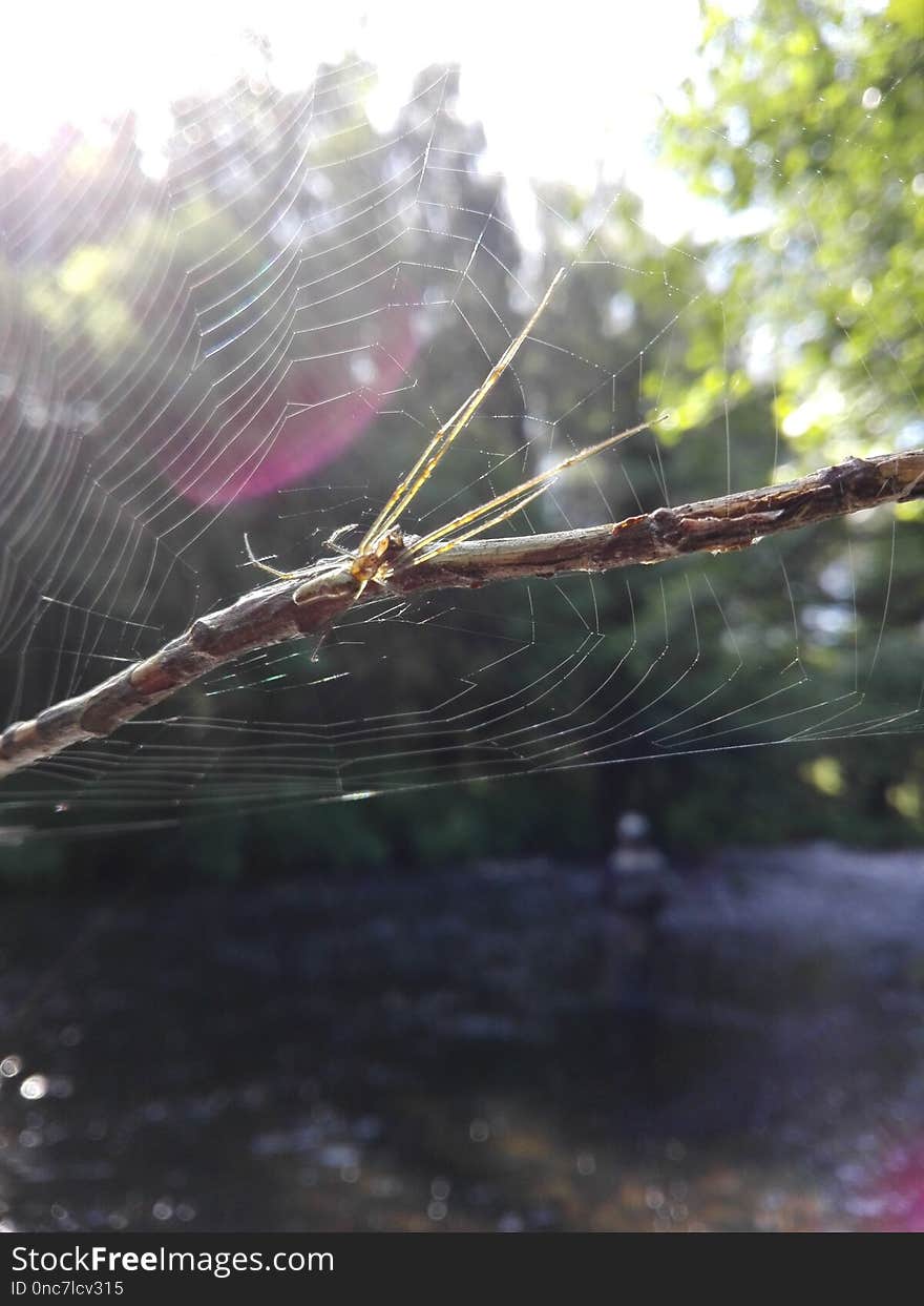 Water, Spider Web, Invertebrate, Tree