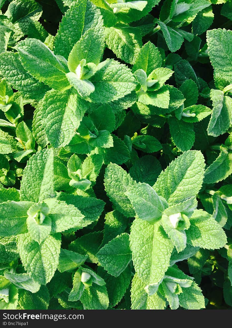 Plant, Leaf, Herb, Spearmint