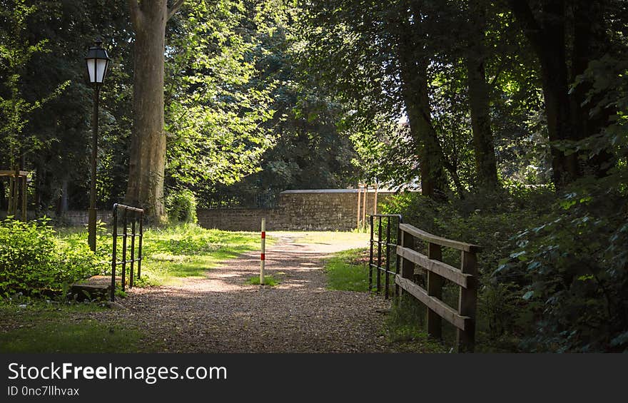 Nature, Ecosystem, Tree, Woodland