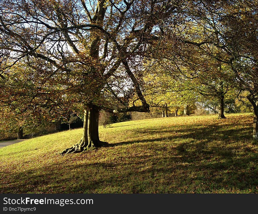 Tree, Nature, Leaf, Woodland