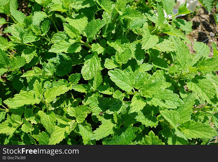 Plant, Herb, Leaf, Spearmint