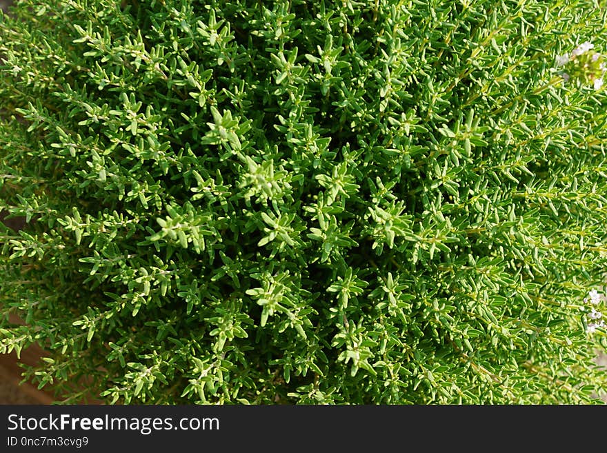 Plant, Herb, Subshrub, Groundcover