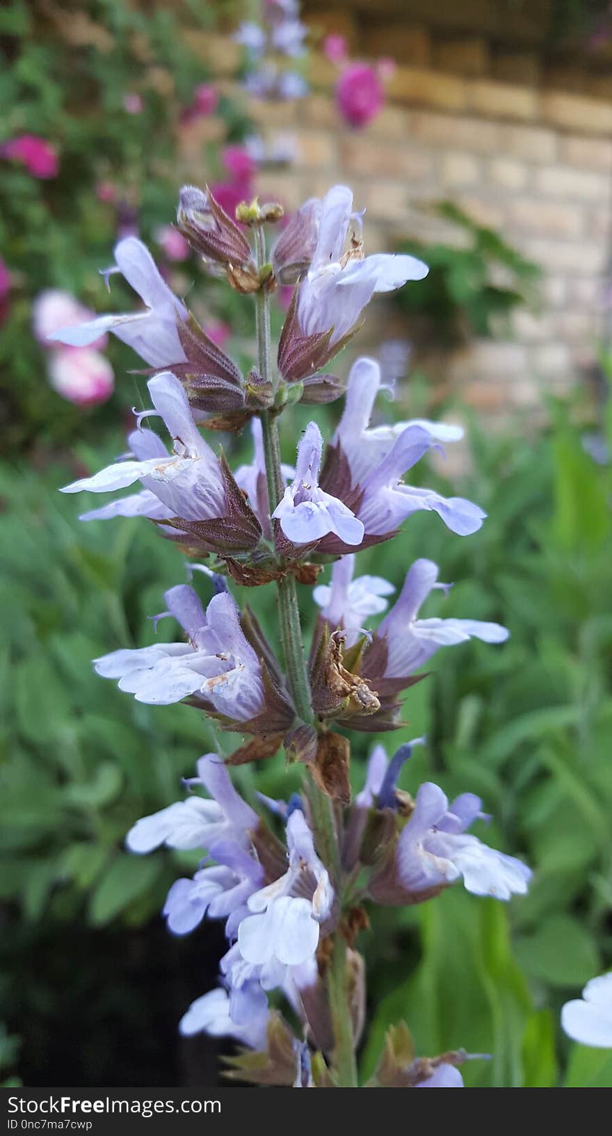 Plant, Flora, Common Sage, Herb