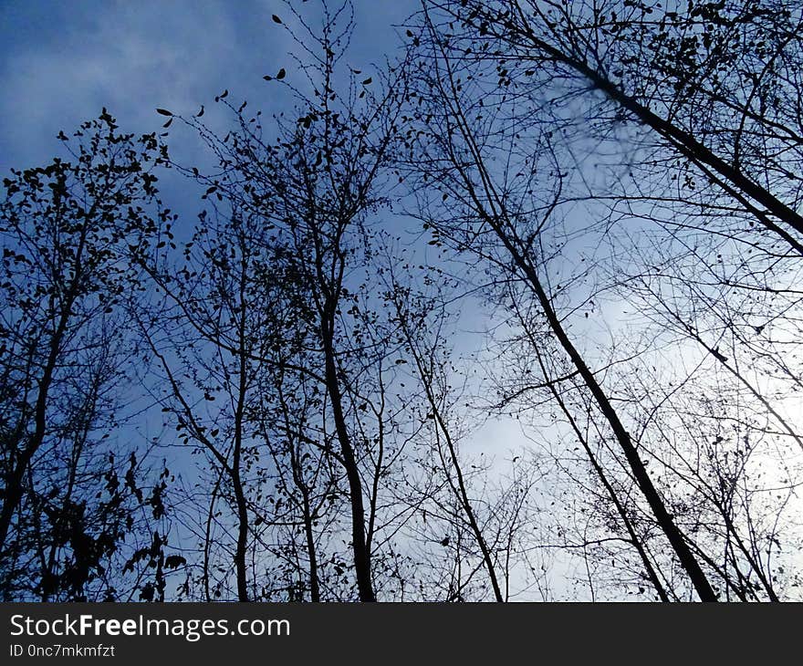 Sky, Tree, Branch, Nature