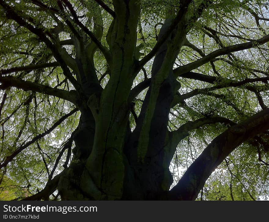 Tree, Branch, Woody Plant, Vegetation