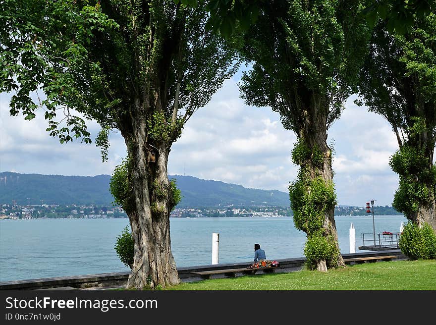 Nature, Tree, Water, Woody Plant