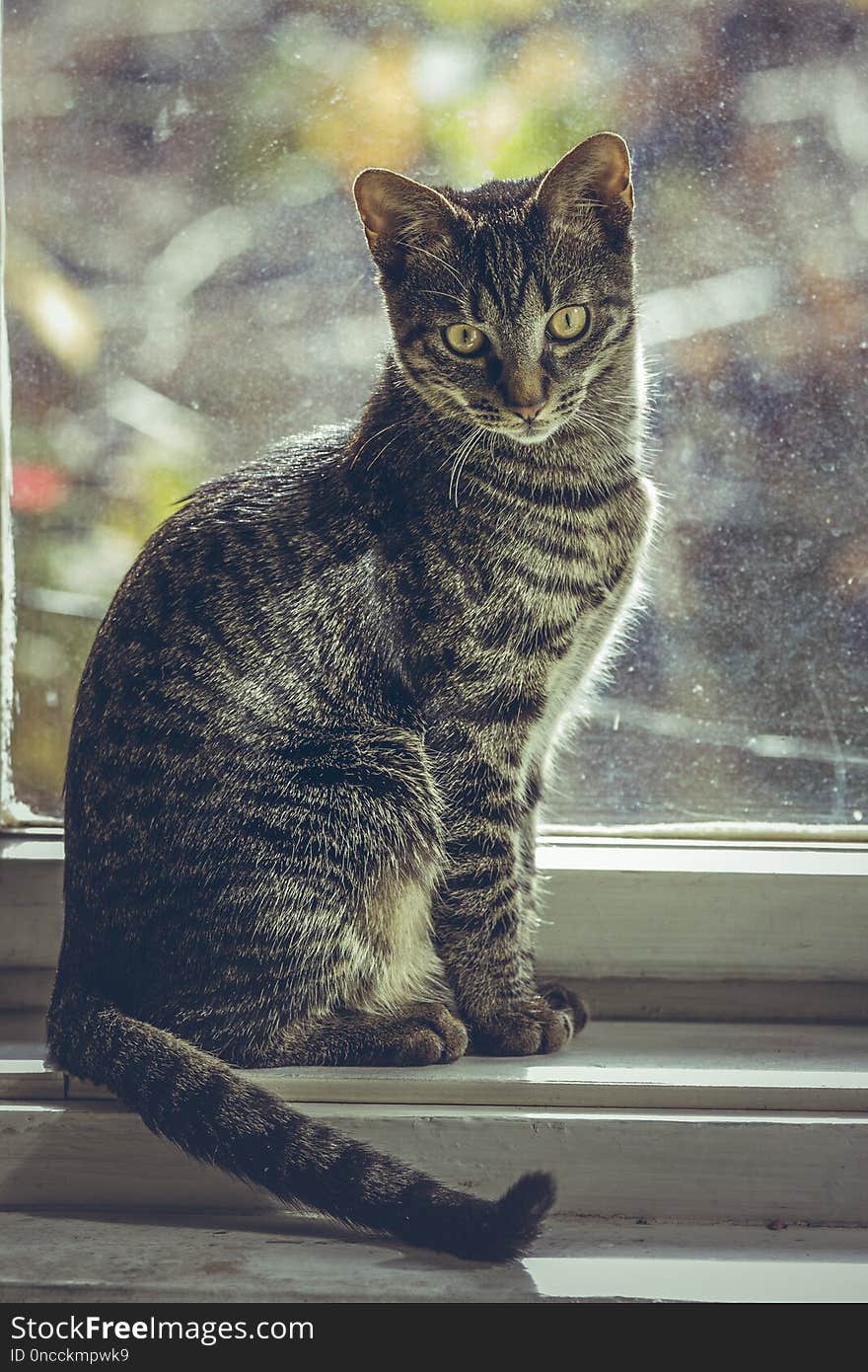 Tabby European cat sitting on the wooden window sill indoor