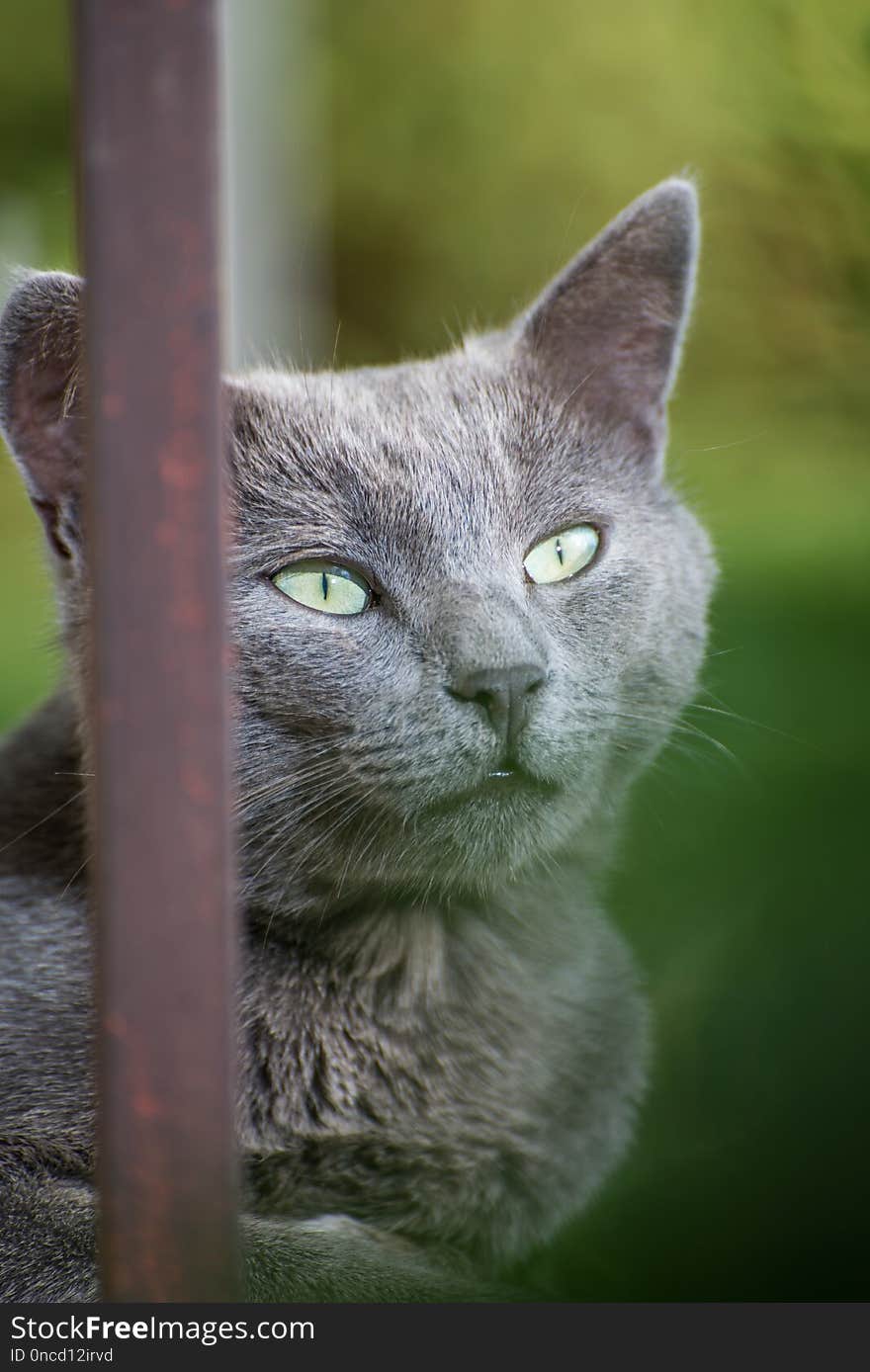 Russian Blue Cat with a blurred background