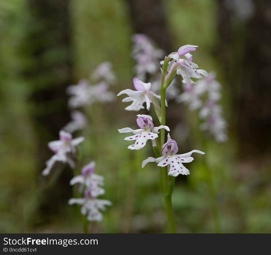 Delicate Small Round-leaved Orchid In A Boggy Setting