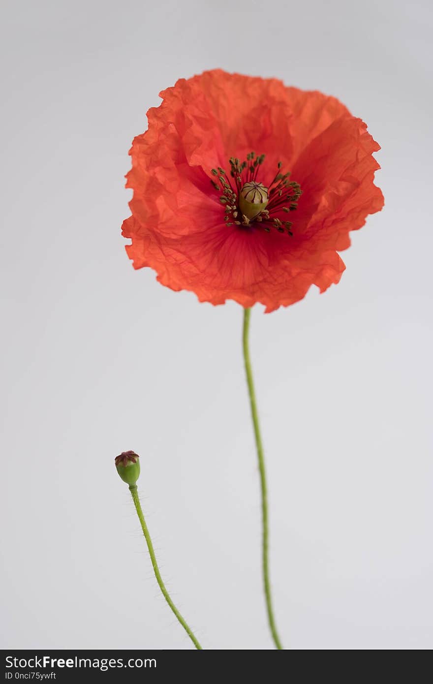 Beautiful red poppy on white background