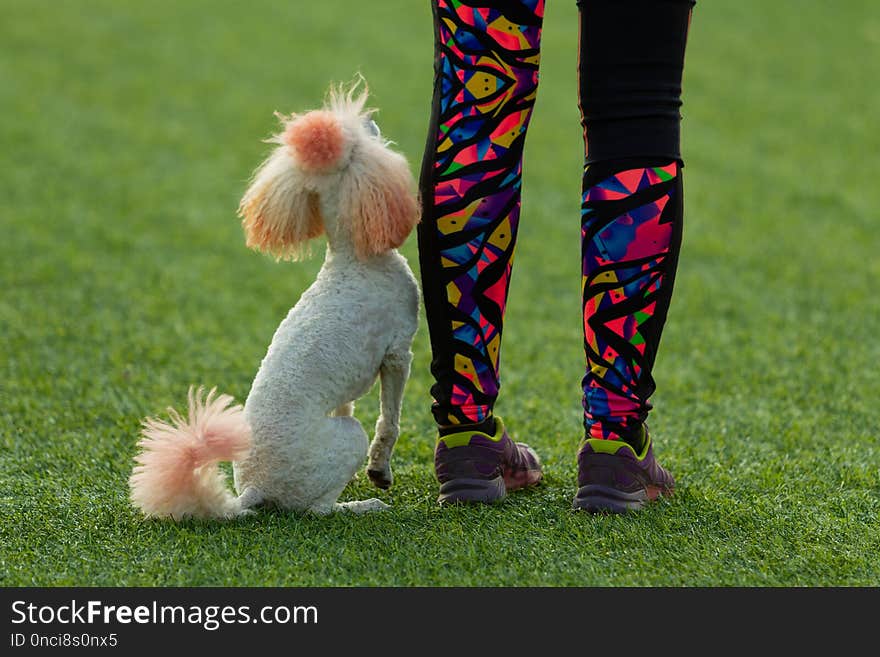 The dog performs at agility competition. Poodle next to the mistress on the background of green grass. Summer day. Nature light