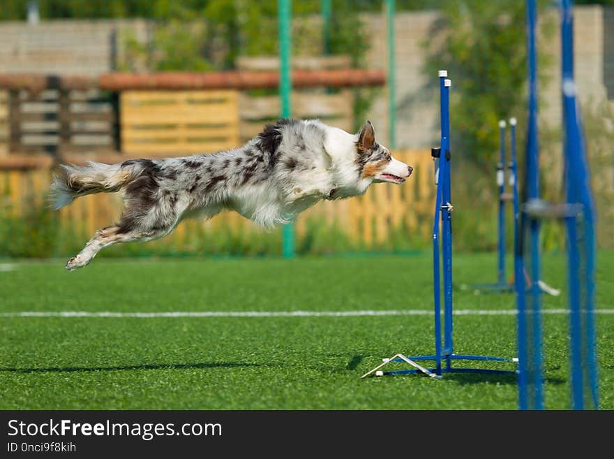 The dog performs at agility competition. Border Collie is a silvery white, gray color. The dog performs at agility competition. Border Collie is a silvery white, gray color