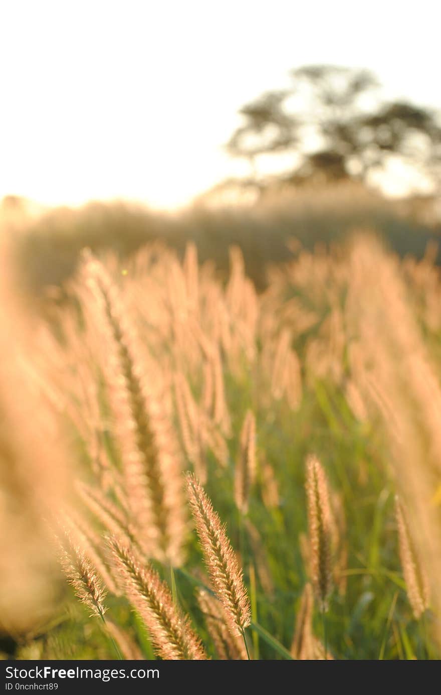 Grass, Grass Family, Close Up, Sunlight