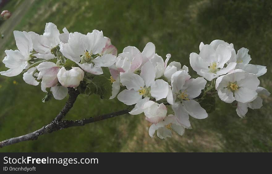 Blossom, Flower, Spring, Branch