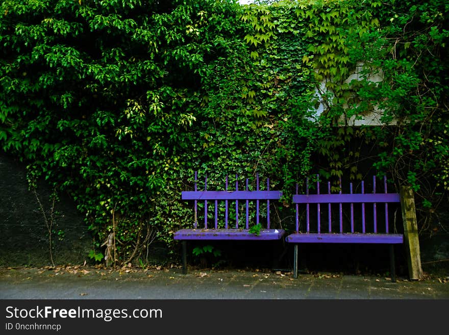 Green, Nature, Tree, Vegetation