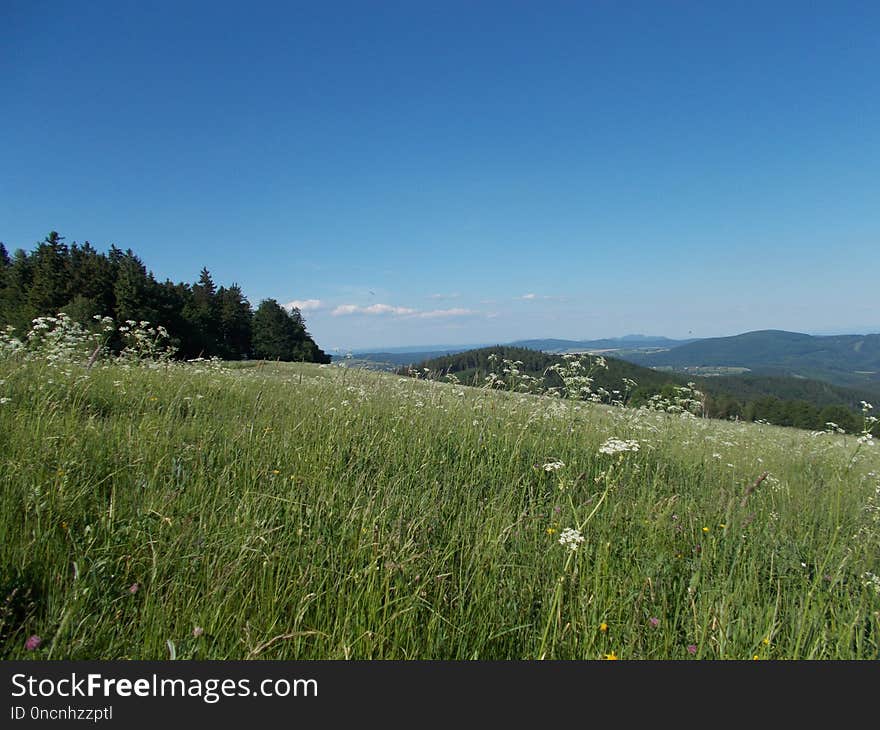 Grassland, Meadow, Sky, Ecosystem