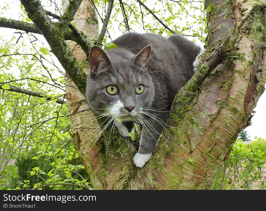 Cat, Fauna, Whiskers, Tree