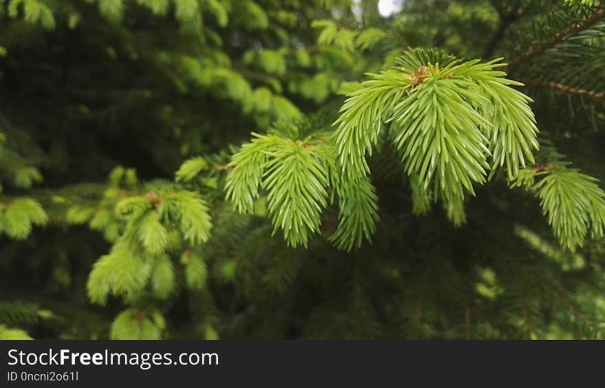 Tree, Vegetation, Ecosystem, Branch