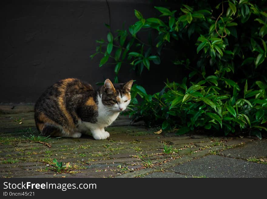 Cat, Fauna, Small To Medium Sized Cats, Whiskers