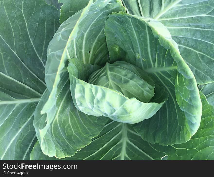 Cabbage, Leaf, Leaf Vegetable, Vegetable