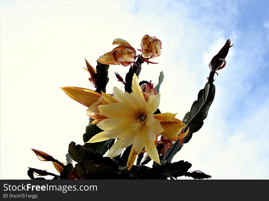 Flower, Plant, Yellow, Flora