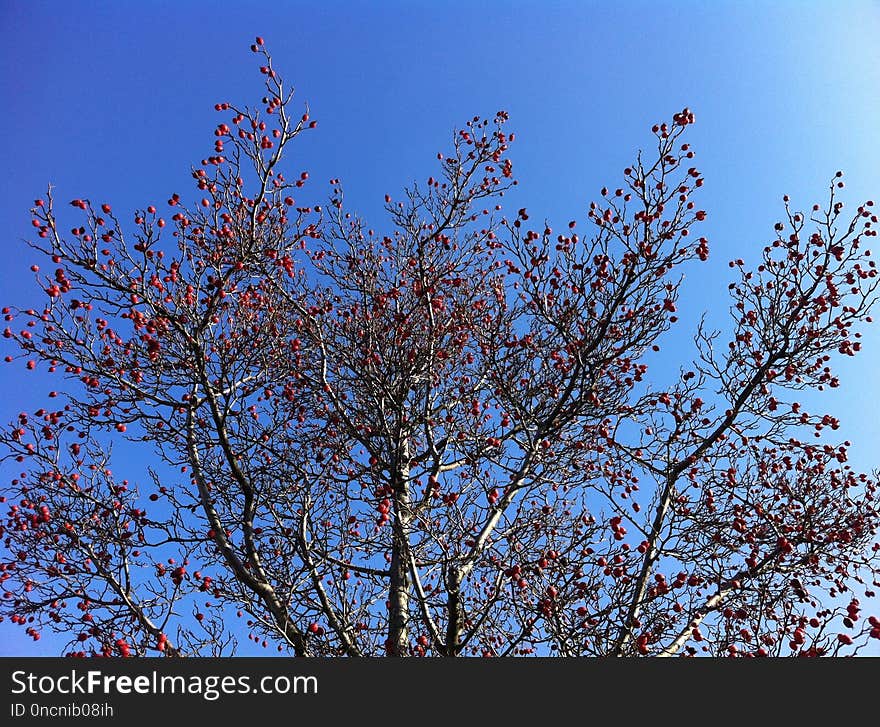 Sky, Branch, Tree, Woody Plant