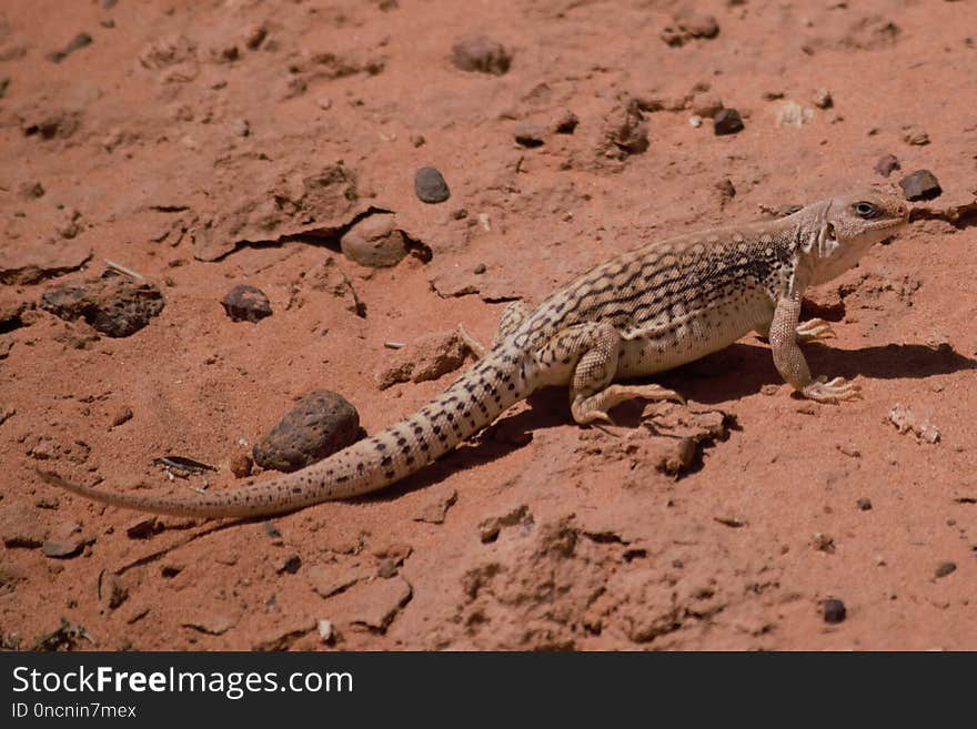 Reptile, Terrestrial Animal, Fauna, Lizard