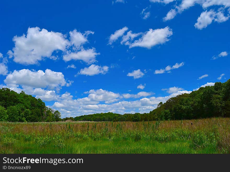 Sky, Grassland, Cloud, Ecosystem