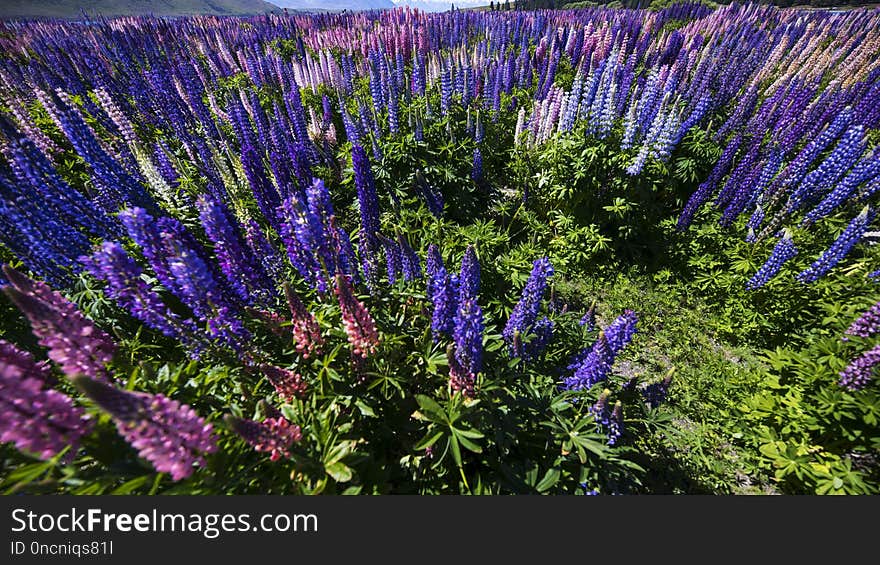 Plant, Flower, Ecosystem, Flora