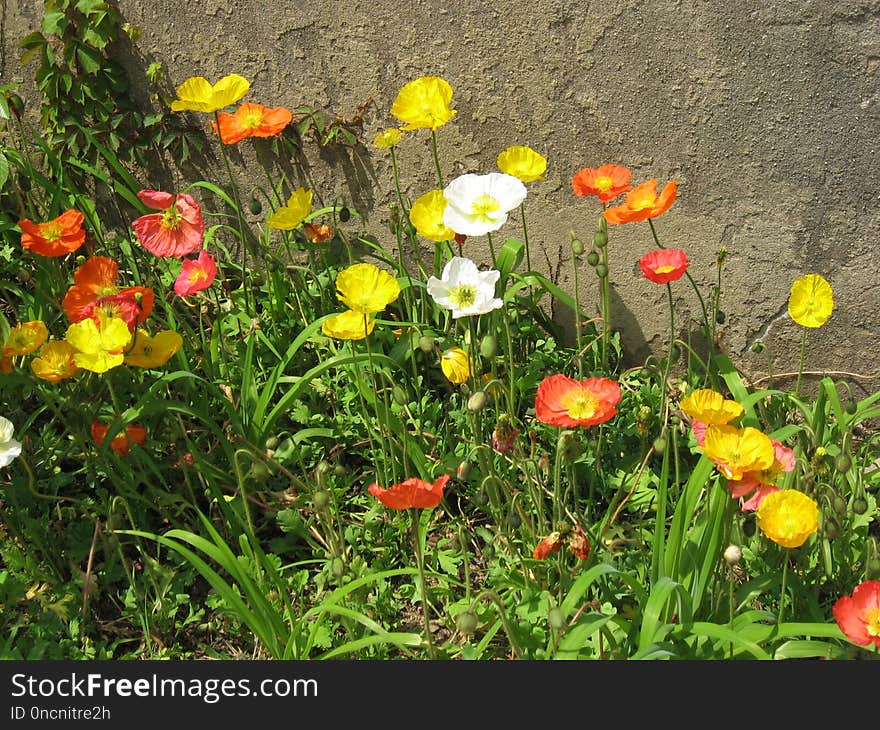 Flower, Wildflower, Plant, Eschscholzia Californica