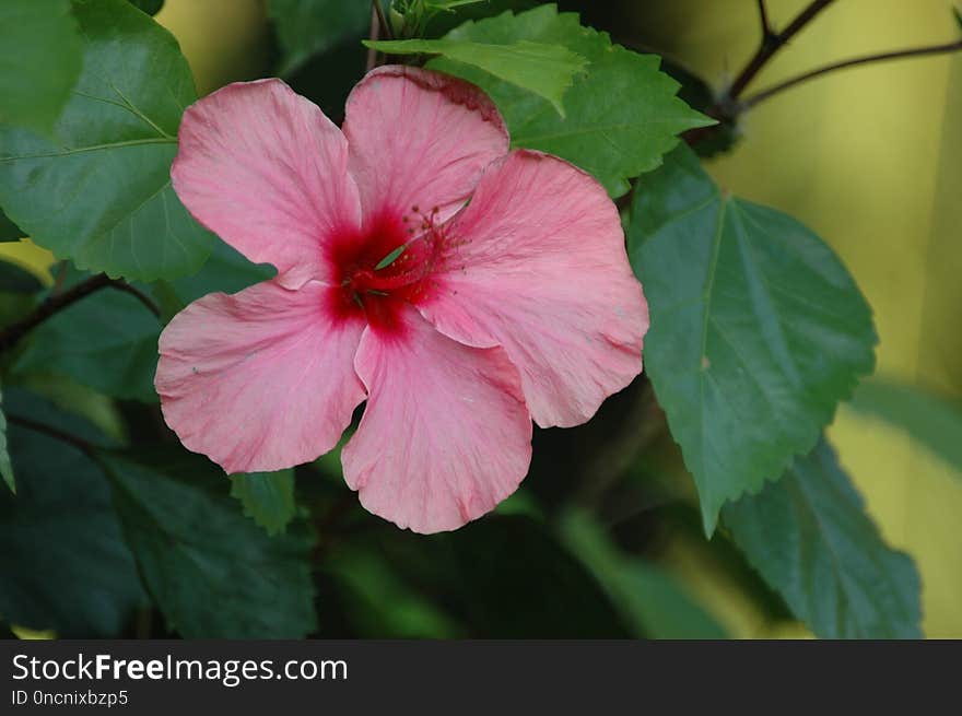 Flower, Plant, Pink, Flowering Plant