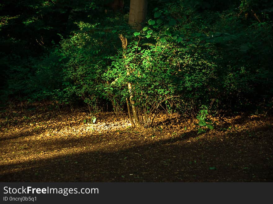 Nature, Green, Vegetation, Woodland