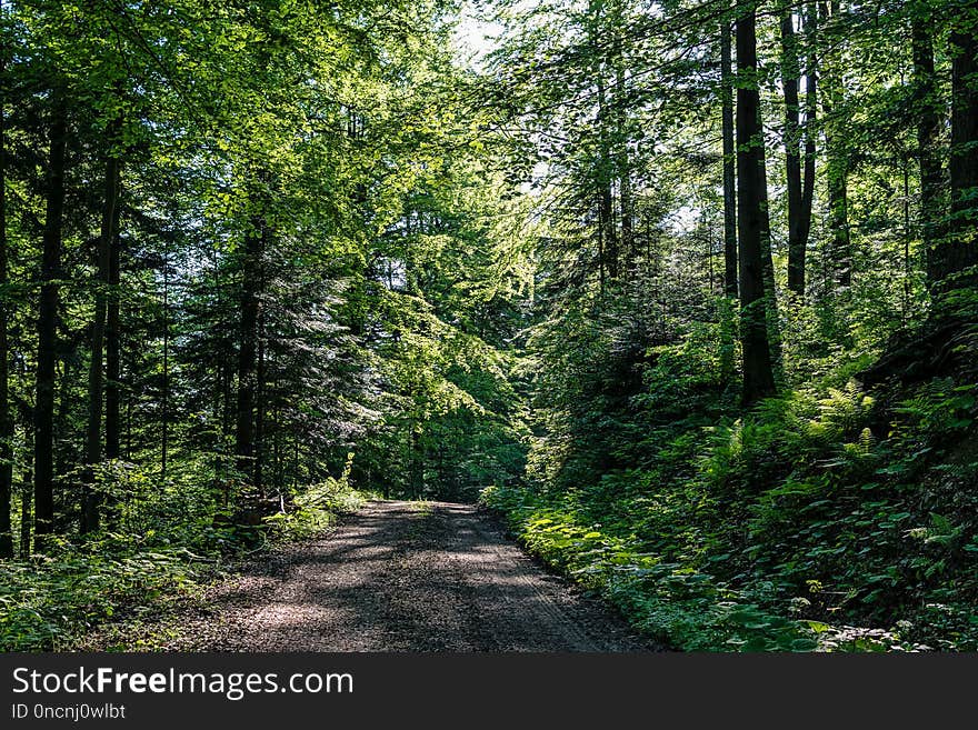 Vegetation, Ecosystem, Nature, Forest