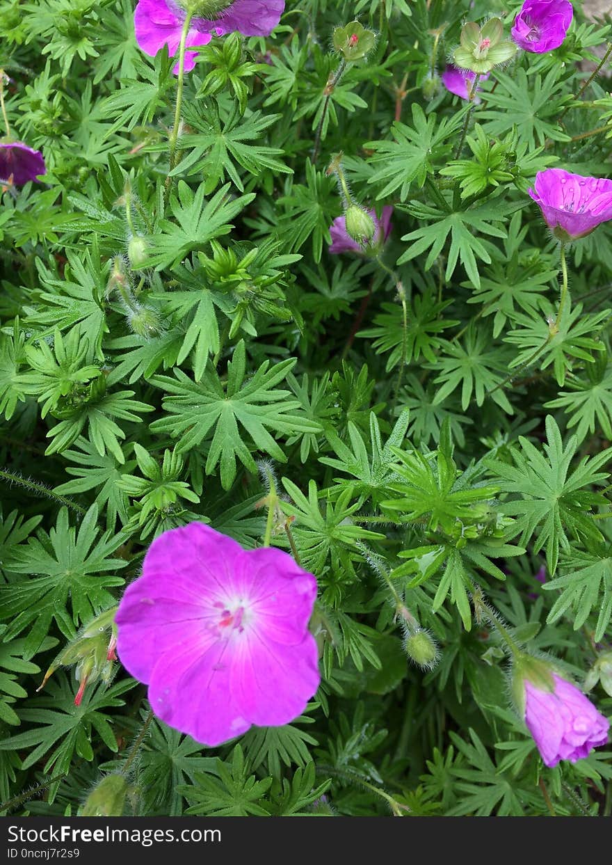 Flower, Plant, Flowering Plant, Geranium