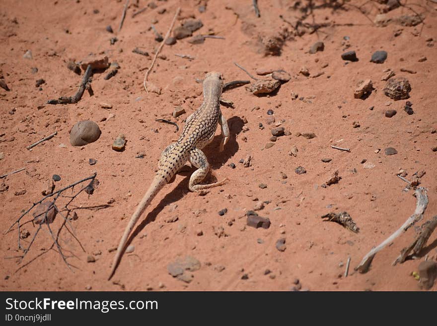 Fauna, Reptile, Lizard, Scaled Reptile