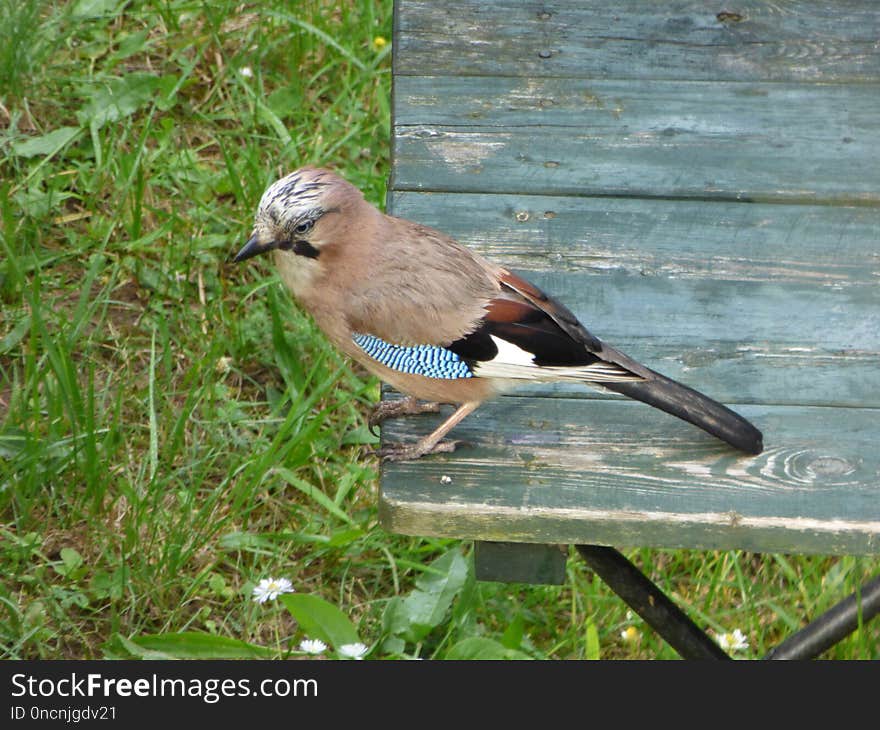 Bird, Fauna, Beak, Jay