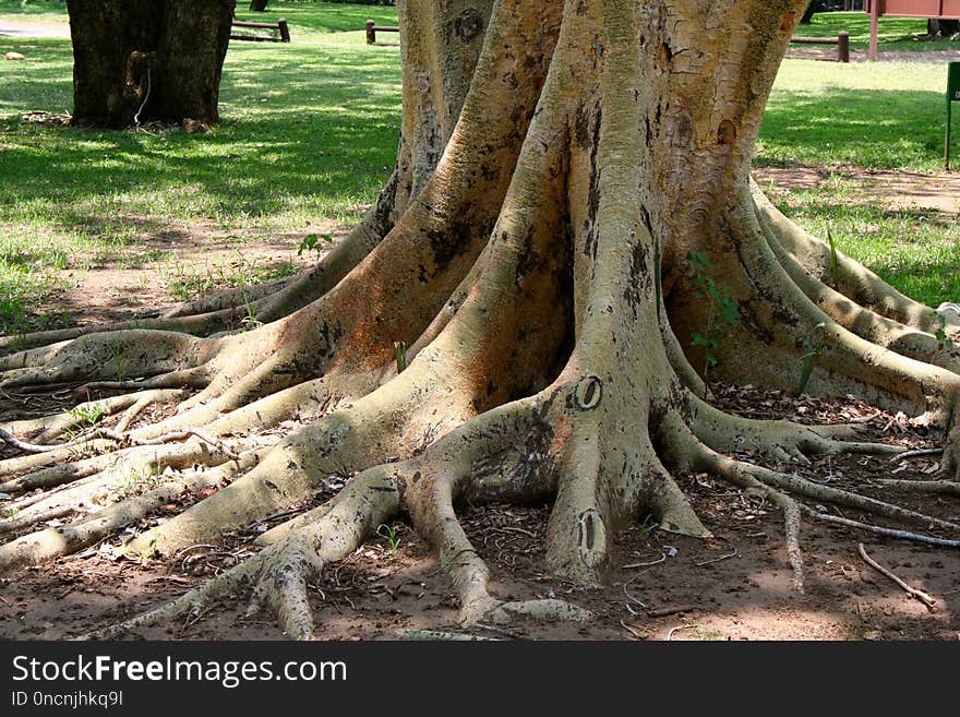 Tree, Woody Plant, Root, Plant