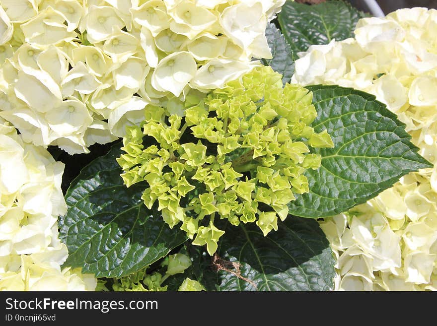 Plant, Flower, Hydrangea, Hydrangeaceae