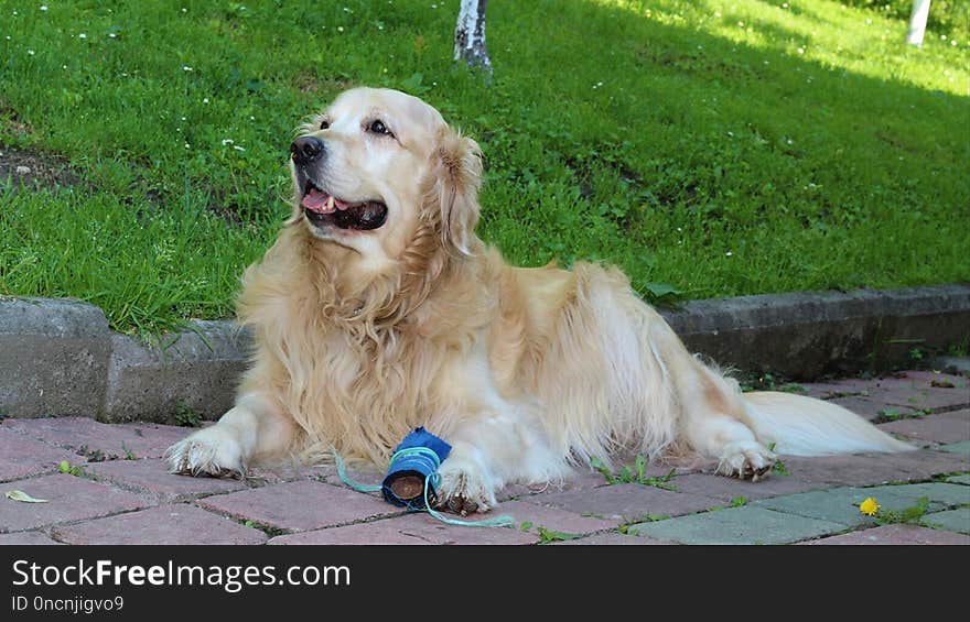 Dog, Golden Retriever, Dog Like Mammal, Dog Breed