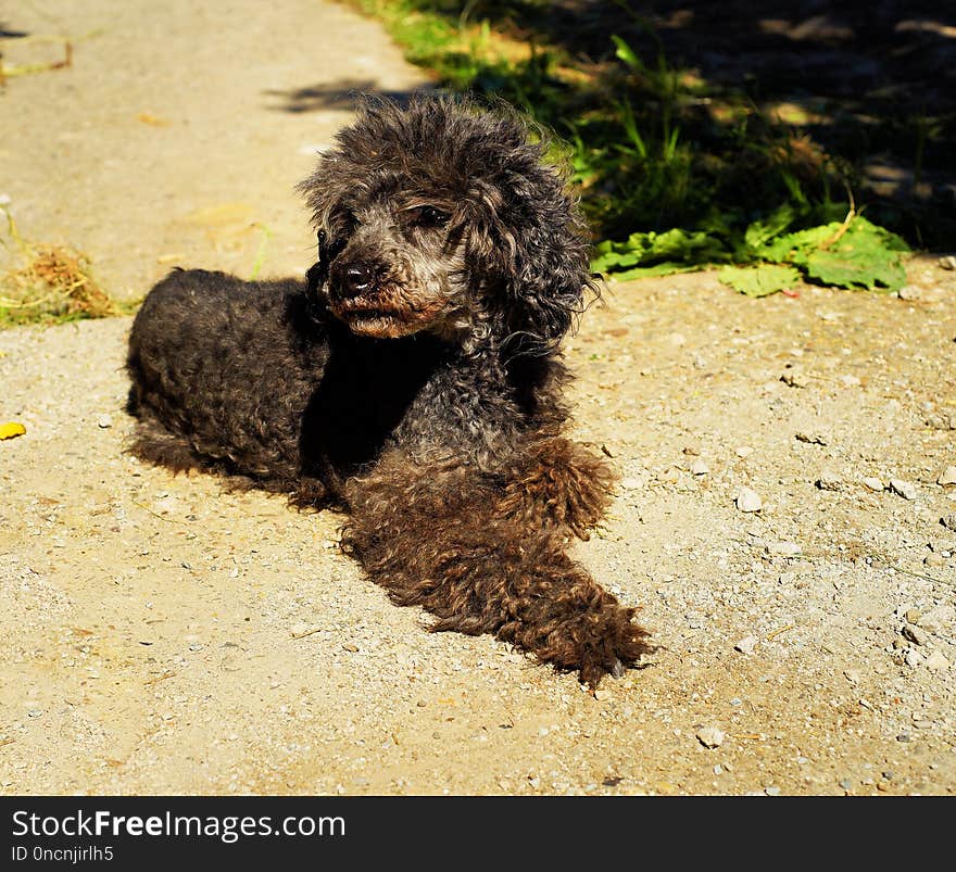 Dog Breed, Dog Like Mammal, Dog, Standard Poodle