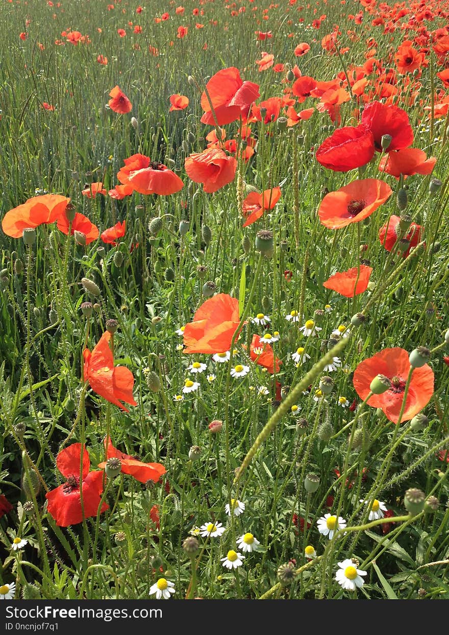 Flower, Wildflower, Meadow, Ecosystem