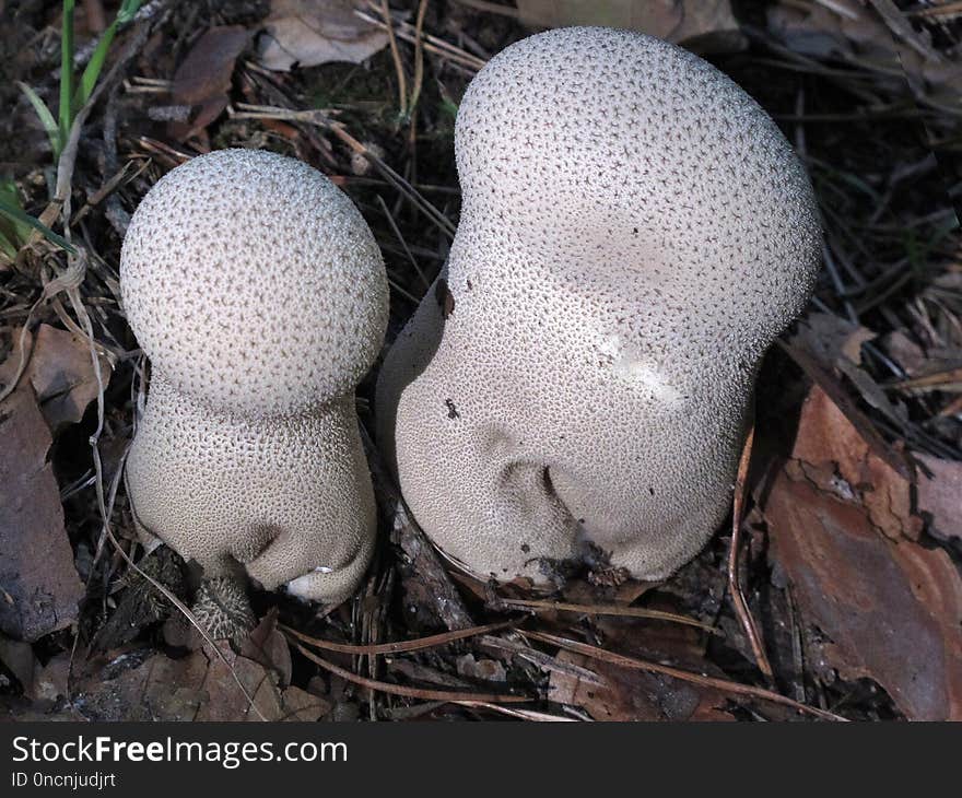 Mushroom, Fungus, Agaricaceae, Oyster Mushroom