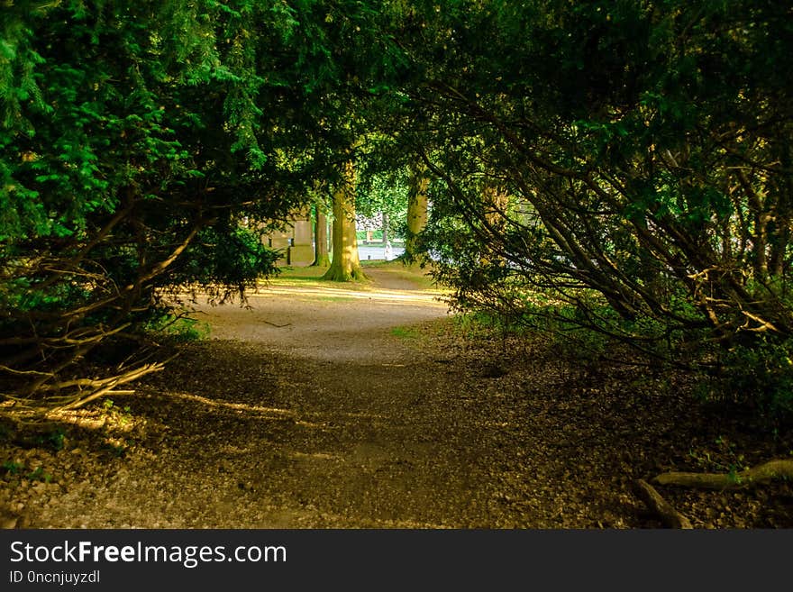 Nature, Vegetation, Nature Reserve, Path