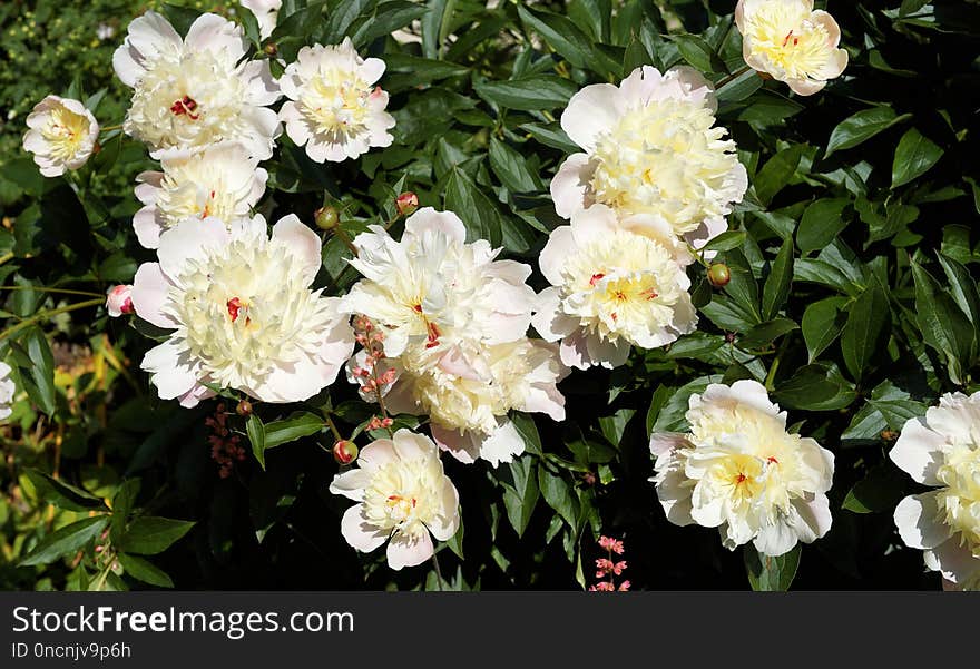 Flower, Plant, Flowering Plant, Rose Family