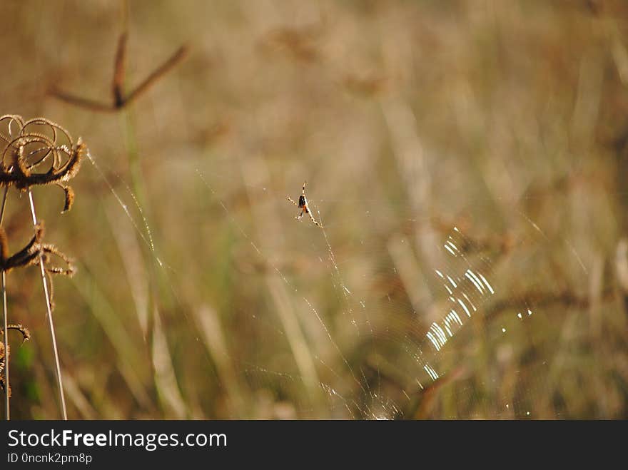 Grass, Flora, Wildlife, Close Up