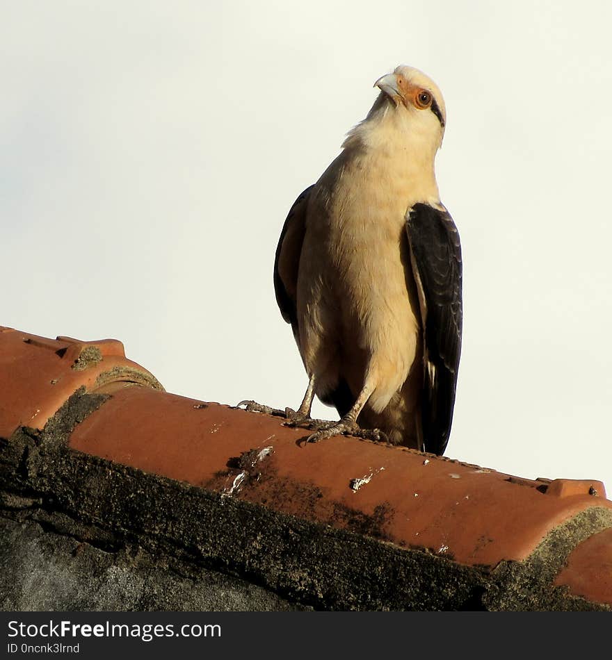 Fauna, Bird, Beak, Bird Of Prey