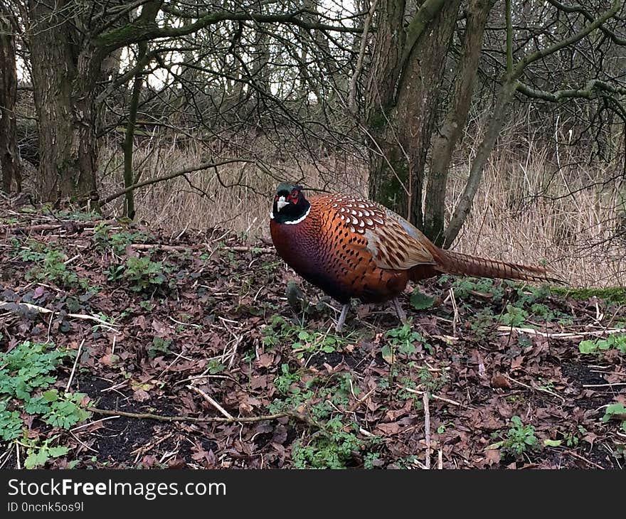 Pheasant, Ecosystem, Bird, Galliformes